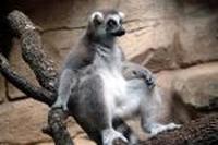 tn ringtail lemur.jpg