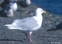 glaucous gull adult ground.jpg