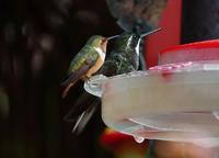 Smaller than small, Scintillant Hummingbird and Gray-tailed Mountain-gem.jpg