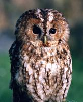 tawny owl lg.jpg