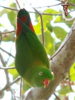 Bird027A Vernal Hanging Parrot.jpg