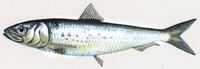 Sardinops sagax.jpg