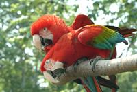 green winged macaws.jpg