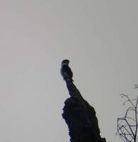 pied falconet.jpg