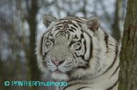 Panthera tigris altaica  wit  00020NLOW.JPG