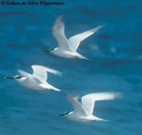 208 sandwich terns in flight gdsw.jpg