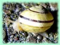 especes escargot jardin.jpg