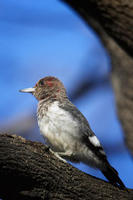 redheadwoodpecker1.jpg
