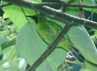 lesser-green-leafbird-ca.jpg
