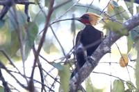 Pale-crested woodpecker.jpg