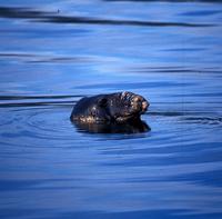 species elephant seal.jpg