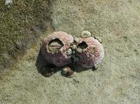 barnacle.jpg