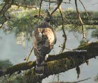 mountain hawk eagle1aps.jpg