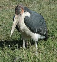 Marabou Stork 2005-01-14-0038.jpg
