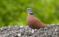 Red-Collared-Dove.jpg