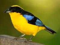 Blue Winged Mountain Tanager 22-301x226.jpg