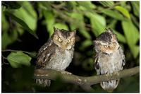 Mountain Scops Owl RY.jpg