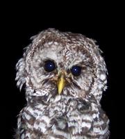 barred owl1.jpg