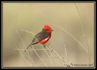 39647395.VermillionFlycatcher.jpg