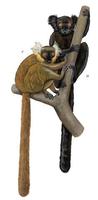 Lemur macaco.jpg