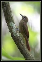 39647376.PlainbrownWoodcreeper.jpg