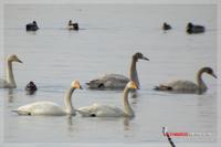 060219 Whooper Swan0646.jpg