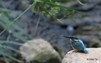 common kingfisher 2.jpg