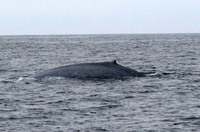 blue whale guy 1 20061014.jpg