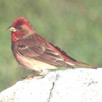 commonrosefinch.jpg