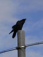 Raven Corvus corax.jpg