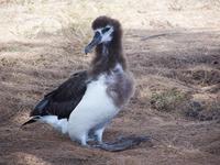 Laysan Albatross.jpg