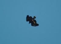 Common Black-hawk diving.jpg