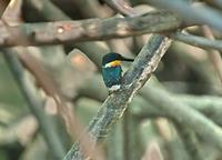 American Pygmy Kingfisher looking right.jpg