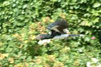 trumpeter hornbill flight.jpg