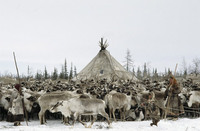reindeer-herd-517048-ga.jpg