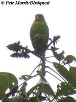yellow-throated hanging parrot 1 pm.jpg