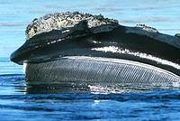 northern right whale.jpg