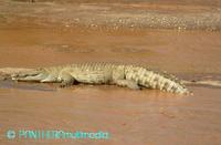 Crocodilus niloticus ssp 00010BSNR.JPG