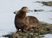 northern fur seal .jpg