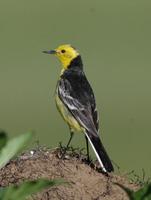 citrinewagtail2.jpg