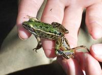 five-legged leopard frog1.jpg