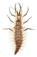 Mallada albofascialis larva.jpg