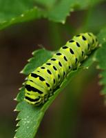 Papilio polyxenes2358.jpg