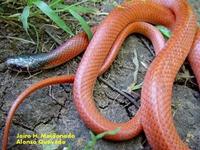 Pseudoboa coronata.jpg