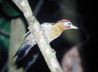 laced-woodpecker-ca.jpg