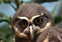 spectacled owl m.jpg