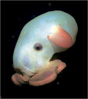 claire nouvian dumbo octopus 250281a.jpg