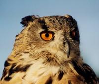 eagle owl1 lg.jpg