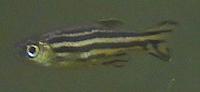 zebrafish1.jpg