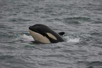 killerwhale robinwbaird-cascadiaresearch.jpg
